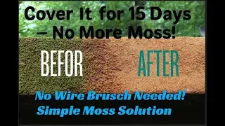 🌿 How to Prevent Moss on Walls Naturally | Eco-Friendly DIY Moss Control Hack