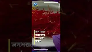 Kesar | Saffron : केसरचे 'हे' फायदे तुम्हाला माहिती असायलाच हवे | Saffron Health Benefits.