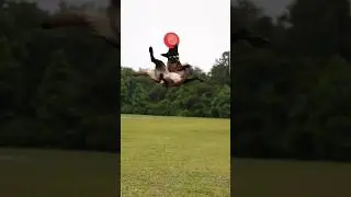 adventurous flying Belgian malinois are awesome #dog #shorts #training #shepherd #4k #adventure #k9