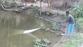 Most Popular Cast Net Fishing in Village Pond - Net Fishing With Beautiful Natural (Part-03)