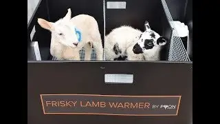 Frisky Lamb Warmer