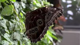See beautiful tropical butterflies in this virtual tour!