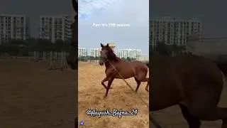Pov : It&rsquo;s THE Season❄️ #horselunging #traininghorse #horsebasiccommandteaching #horsebonding #horse