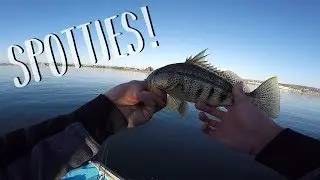 Spotties On The Shrimp!