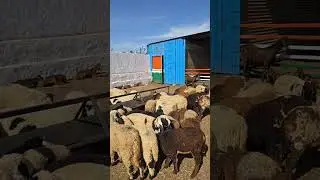 Cutting Sheep available for sale at ROYAL GOAT FARM AJMER RAJASTHAN  is live