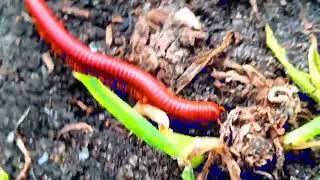The Armored Worms: A Look at the World's Oldest Land Animals