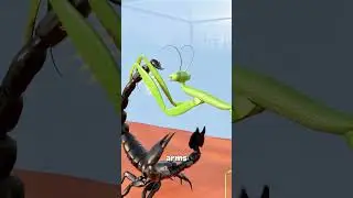 scorpion VS praying mantis!