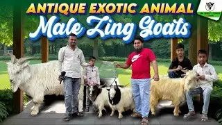 Козы высшего качества Zing в магазине Antique exotic animal I YK Goat Lover