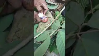 Berbagi rahsia Cara mudah stik /Tut pokok mangga ,rambutan dan ketum