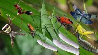 big green grasshopper with sharp thorny legs and banana leaf caterpillar