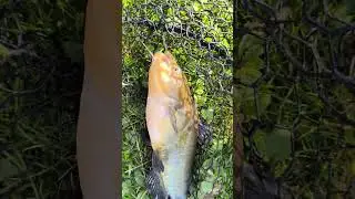 Raccord poisson chat !! #peche