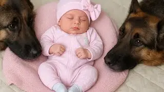 👶🐕 Страх ребенка был побежден любовью двух собак 💞