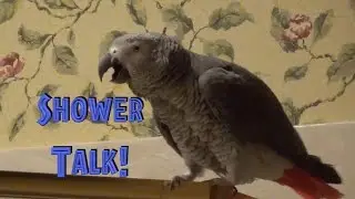 Shower Talk with Einstein the Talking Texan Parrot