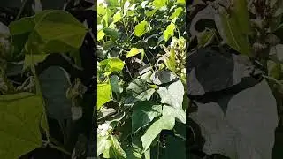 # Bean Crops, Jrg Pur, Odisha #  13 January 2026