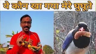 Kumaoni Ghughutiya 2026 Vlog | मेरे घुघुते तो किसी और ने खा लिए 😟|Traditional Festival |girdapahadi