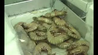 Cara Budidaya Udang Windu | BBPBAP Jepara