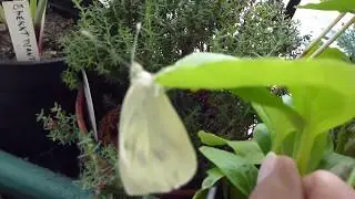 Large white butterfly -  Pieris brassicae  - K&aacute;lfi&eth;rildi - K&aacute;lskjanni - Fi&eth;rildi - Skord&yacute;r
