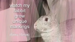 baby bunny growing up | minivlog #bunny