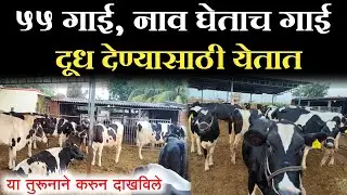 गाईचे नाव घेताच गाई दूध देण्यासाठी येते || 55 गाईंचा मुक्त गोठा || good planing dairy buisness