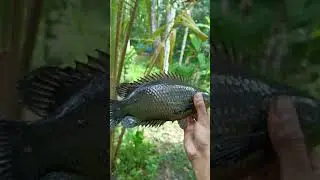 Anabas big size |kerala|