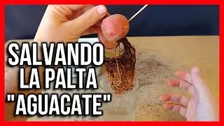 CRONICAS DE UNA PALTA ANUNCIADA 