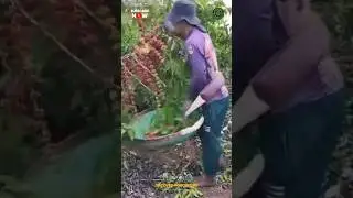 Coffee Beans Harvesting