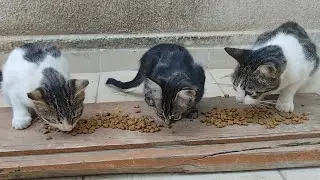 I try to feed stray cats as much as I can.