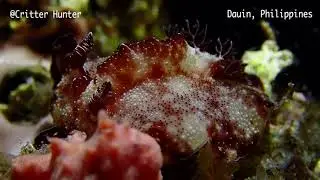 Discodoris boholiensis | Project Nudibranch