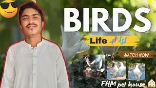 Four You Birds: The Most INSANE Feats of Avian Engineering