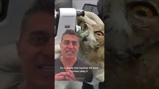 OWL Taking An EYE TEST?
