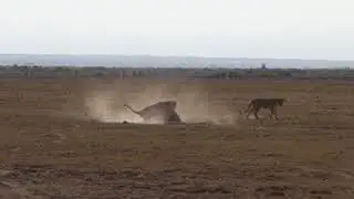 Lions fighting over a Female (full) @ Amboseli, Kenya
