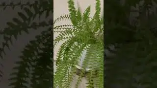 The tips of fern leaves will not dry out under two conditions