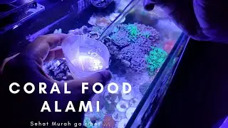 Nano Reef Tank: Natural Coral Food