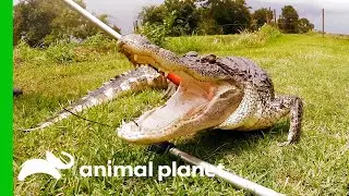 Fearless Alligator Attacks Boy | Lone Star Law