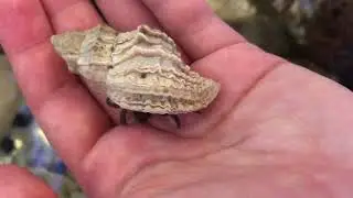 Seaquaria Videos: Hermit Crabs