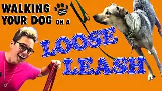 How To Teach Your Dog To Walk On a Loose Leash | Majestic Dog Training Boulder