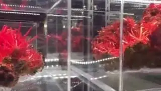Geollector talks to Adam about Crocoite from Tasmania Austrailia @ Tucson 2016