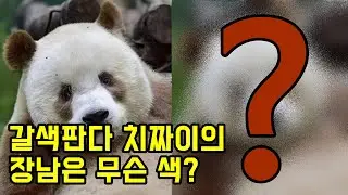 판다계의 고창석이라 불리는 푸바오와 친구인 갈색판다 치짜이 아들은 무슨 색?