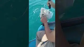 Fishing in Persian Sea (Makran Sea & Persian Gulf): The Direct Arm of Indian Ocean in Iran