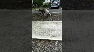 Wild Koala bear walking down the road | CONTENTbible