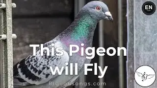 This Pigeon will Fly | PigeonSongs (EN)