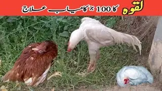 Laqwa jhoole Ka ilaj, Aseel murgion main laqwe Ka treatment.#chickenbreed #laqwa #shamoaseel #birds