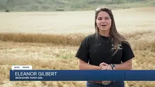 British Youtuber helps with Montana harvest