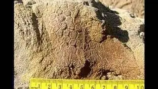 Dinosaur with skin discovered