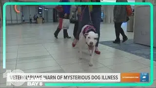 Heads up dog owners: Vets warn of mystery respiratory disease