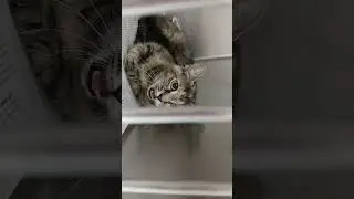 This is in Roane County Animal Shelter