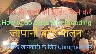 How to do Quail Bird Brooding | बटेर के चूजो की ब्रूडिंग कैसे करे #poultry #brooding