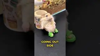 Why This Hamster Hides Food Like This 🐹