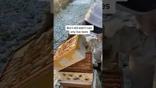 HIVE DEAD-OUT #honeybee #beehive #deadout #winterbees