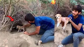 Female Dog Ky Cute Puppy Ko Hole Sy Nikal Liya😍